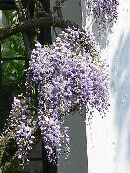 藤科植物|フジ Wisteria floribunda マメ科 Fabaceae フジ属 三河。